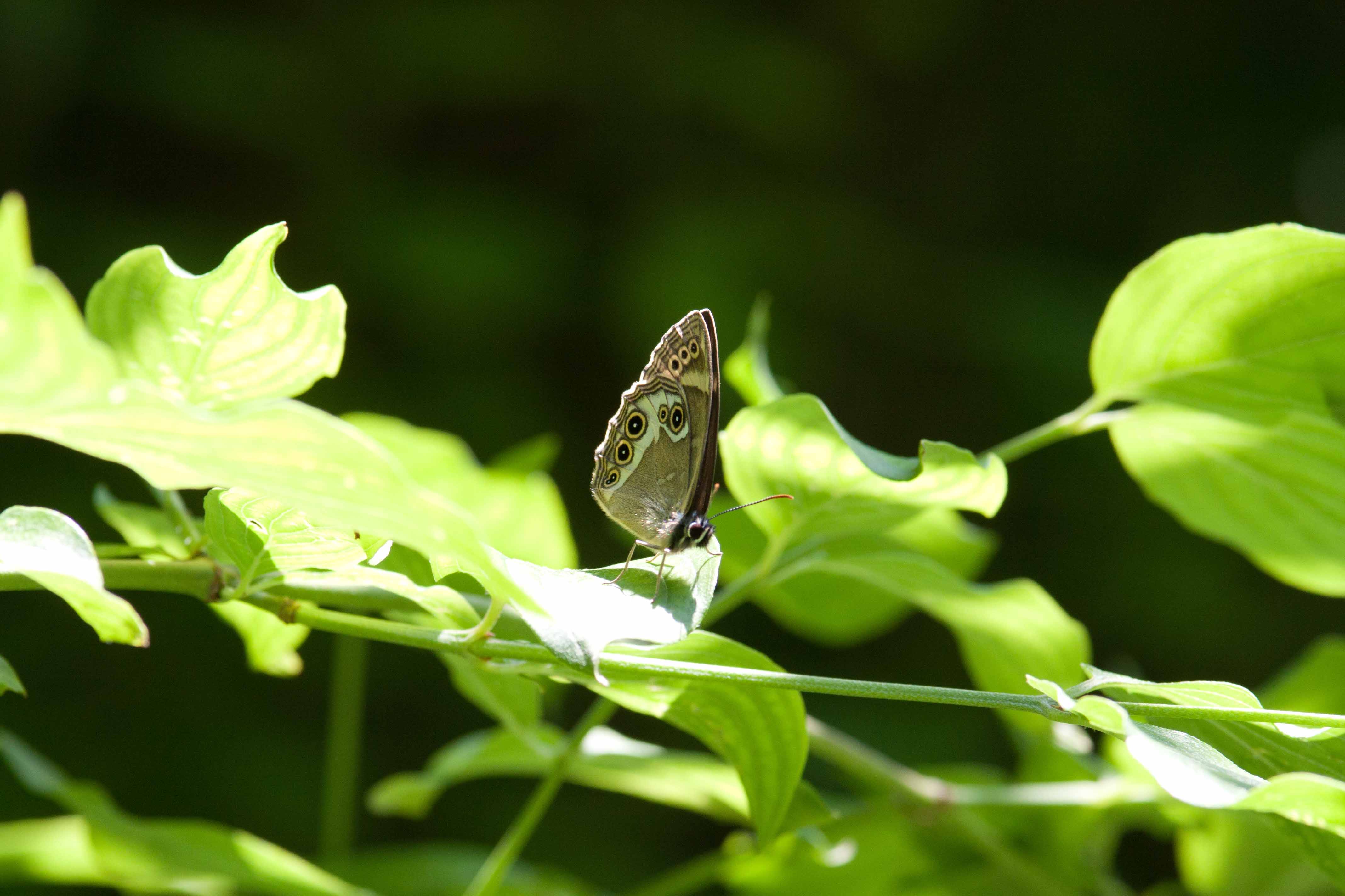 Miniature